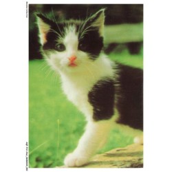 AQFP12-0855-CHAT - le regard
