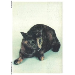 AQFP12-0848-CHAT - portrait de chat