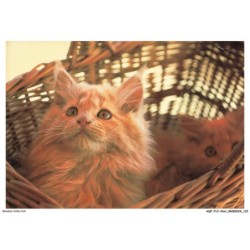 AQFP12-0870-CHAT - le regard a travers le panier