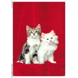 AQFP12-0867-CHAT - le regard