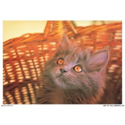 AQFP12-0886-CHAT - le regard