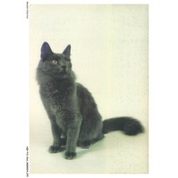 AQFP12-0846-CHAT - portrait de chat