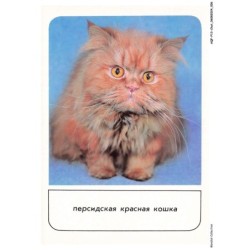 AQFP13-0894-CHAT - portrait de chat - regard