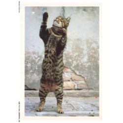 AQFP12-0877-CHAT - le saut du chat