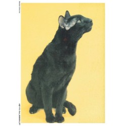 AQFP12-0847-CHAT - portrait de chat