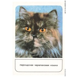 AQFP13-0892-CHAT - portrait de chat - regard