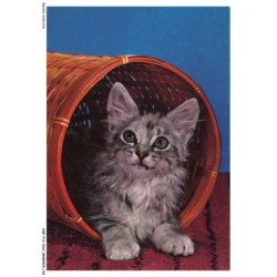AQFP12-0875-CHAT - dans le panier