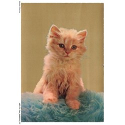 AQFP12-0865-CHAT - le regard triste
