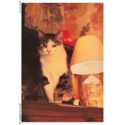 AQFP12-0887-CHAT - le regard