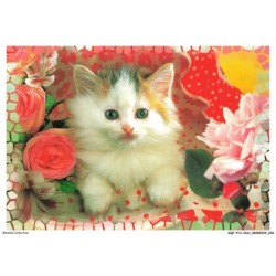 AQFP13-0909-CHAT - le regard - les fleurs