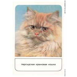 AQFP13-0896-CHAT - portrait de chat - regard
