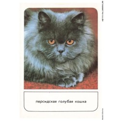 AQFP13-0895-CHAT - portrait de chat - regard