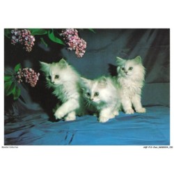 AQFP12-0885-CHAT - les trois petits chats