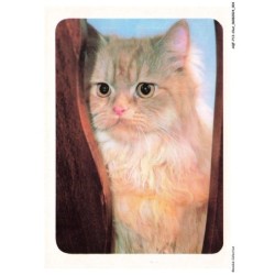 AQFP13-0893-CHAT - portrait de chat - regard
