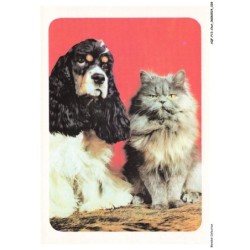 AQFP13-0905-CHAT - portrait des amis - chat et chien