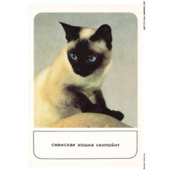 AQFP13-0903-CHAT - portrait de chat - regard