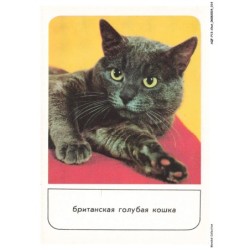 AQFP13-0898-CHAT - portrait de chat - repos