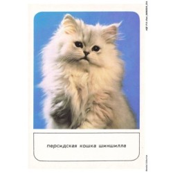 AQFP13-0899-CHAT - portrait de chat - regard