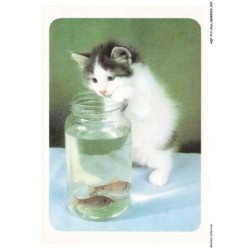 AQFP13-0907-CHAT - portrait de chat - les petits poissons dans le bol d'eau