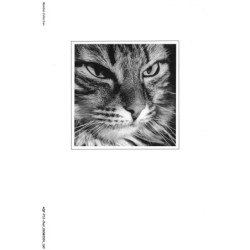 AQFP12-0889-CHAT - le regard