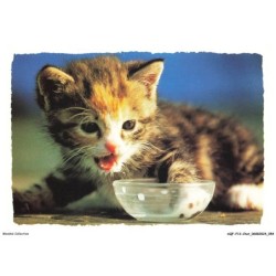 AQFP13-0918-CHAT - p'tite fringale
