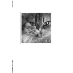 AQFP12-0888-CHAT - le regard