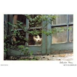 AQFP13-0913-CHAT - patience