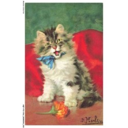 AQFP10-0667-CHAT - le miaulement