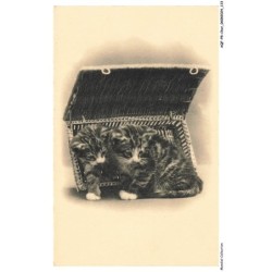 AQFP8-0569-CHAT - panier et chats