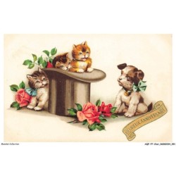 AQFP7-0485-CHAT - chiot et chatons - heureux anniversaire