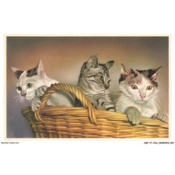 AQFP7-0473-CHAT - chats dans un panier
