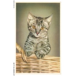 AQFP7-0478-CHAT - le regard