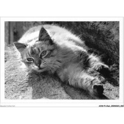 AHWP1-0027 - CHAT - le chat de poul fetan - yvon kervinio - l'aventure carto - quistinic