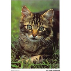 AHWP1-0007 - CHAT - hauskatze - chat domestique