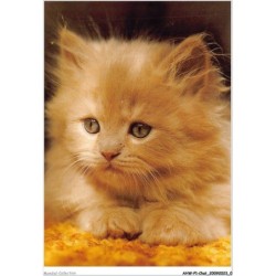 AHWP1-0001 - CHAT - perser-cameo