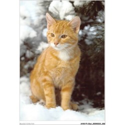 AHWP1-0004 - CHAT - hauskatze - chat domestique