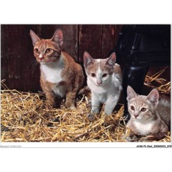 AHWP1-0040 - CHAT