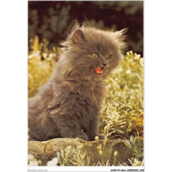 AHWP1-0022 - CHAT - felis - katze - chat - cat
