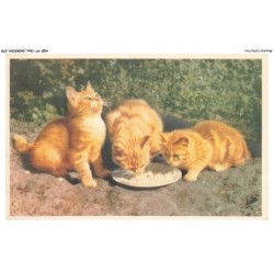 AQFP7-0479-CHAT - le repas de groupe