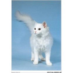 AHWP1-0002 - CHAT - angora turc
