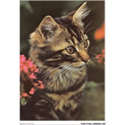 AHWP1-0003 - CHAT - hauskatze - chat domestique