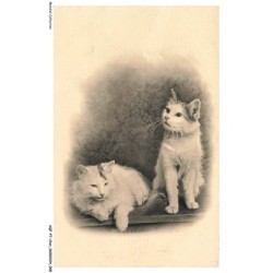 AQFP7-0443-CHAT - deux chats