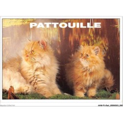 AHWP1-0046 - CHAT - pattouille