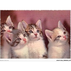 AHWP1-0037 - CHAT - poupi - flouflou - suzette - pipounette