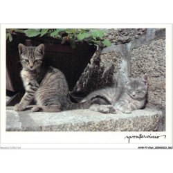 AHWP1-0032 - CHAT - yvon kervinio - jolie et saphir