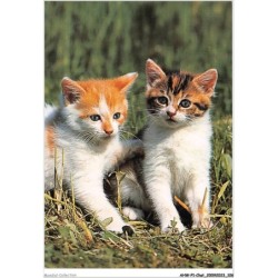 AHWP1-0054 - CHAT - deux petits chats