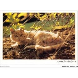 AHWP1-0018 - CHAT - le poupounne de soazig - florian nicole et nichel - yvon kervinio - l'aventure carto - quistinic