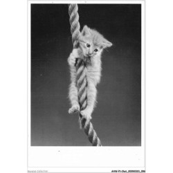 AHWP1-0049 - CHAT - chat accroché à une corde