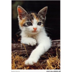 AHWP1-0005 - CHAT - hauskatze - chat domestique