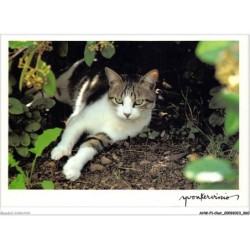 AHWP1-0031 - CHAT - yvon kervinio - une chatte nommée désir